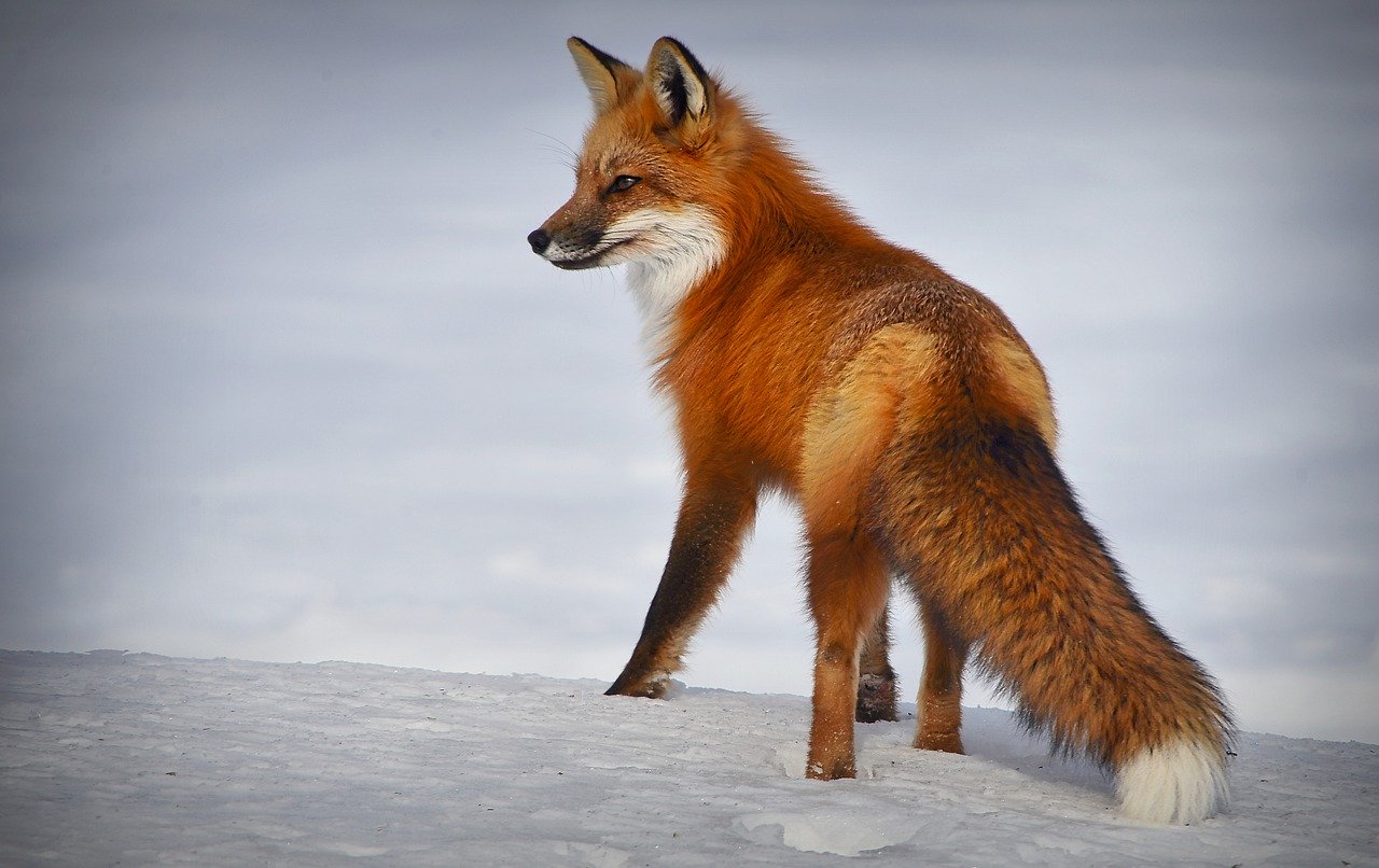 fox, nature, winter