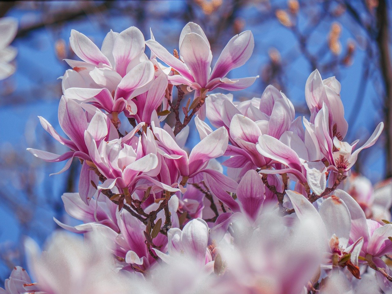 magnolia, magnolia tree, flowers